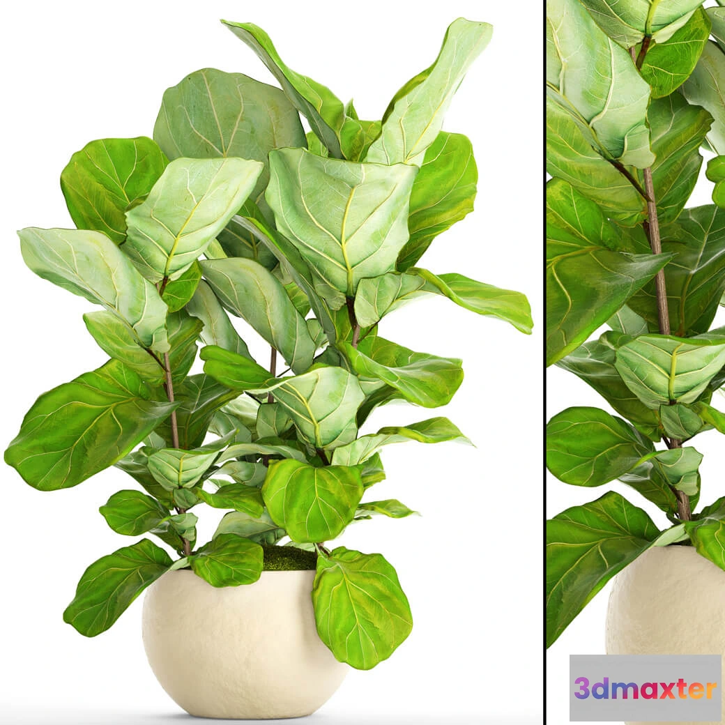 1605100 - decoration - Ficus Elastica 6 3D Max