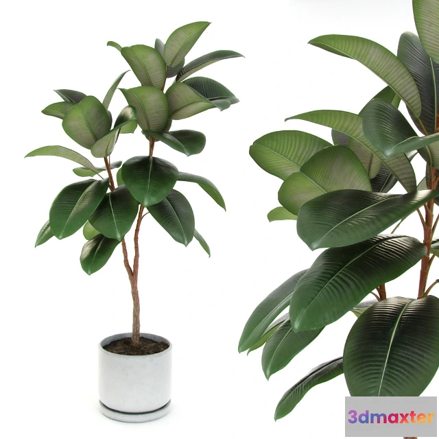 1605108 - decoration - Plant ficus 05 3D Max