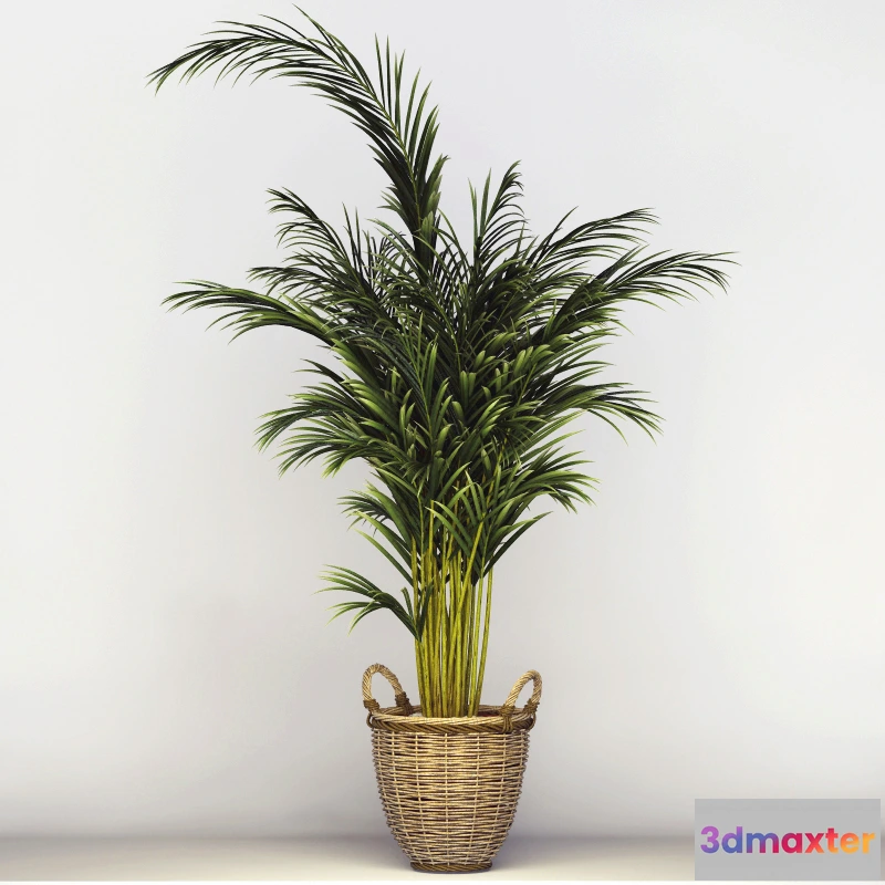 1605110 - decoration - Office tree 056 3D Max