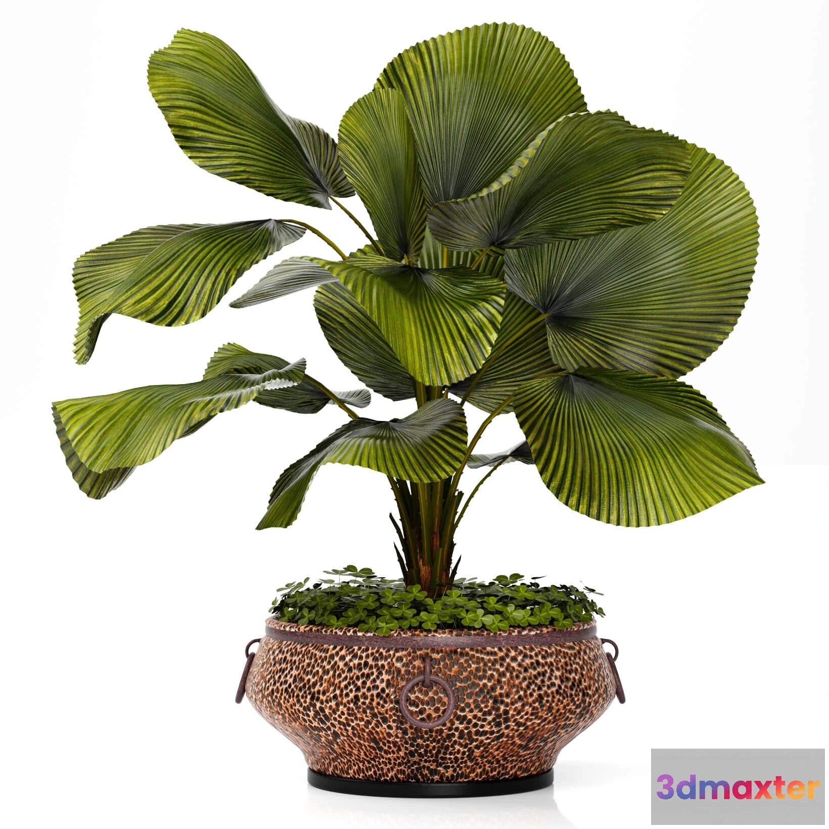 1605112 - decoration - Licuala  plants 09 3D Max