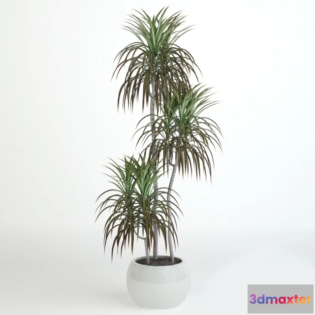 1605128 - decoration - Plant dracaena 06 3D Max
