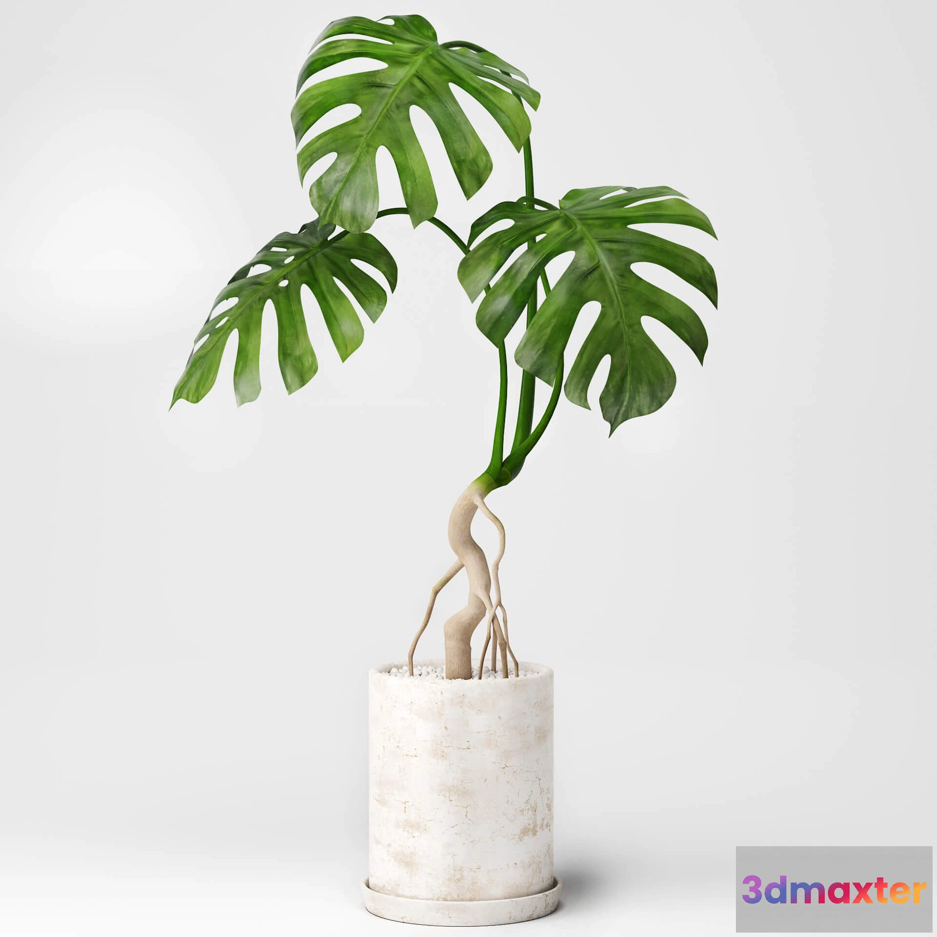 1605130 - decoration - Monstera plant 01 3D Max