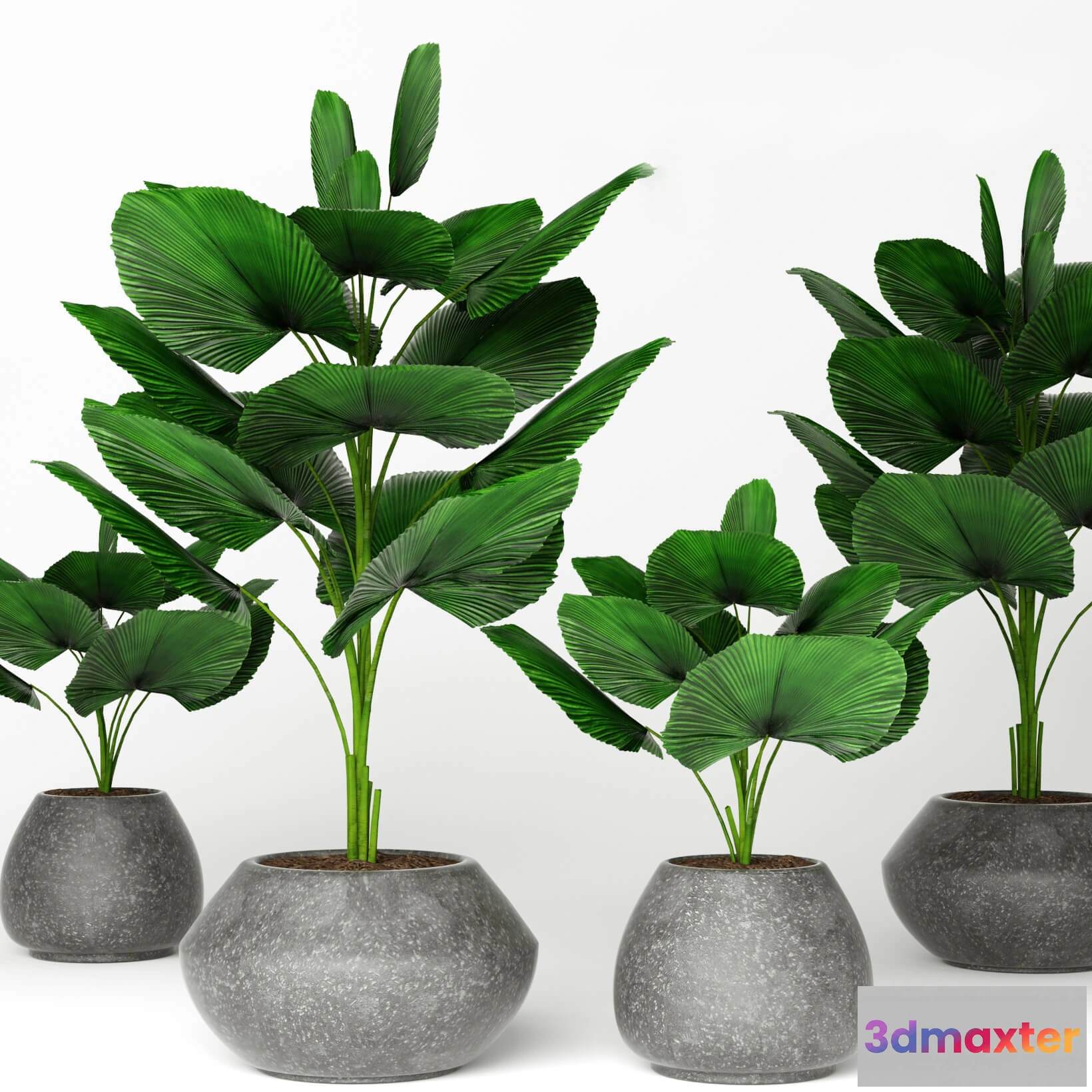 1605132 - decoration - Licuala  plants 08 3D Max