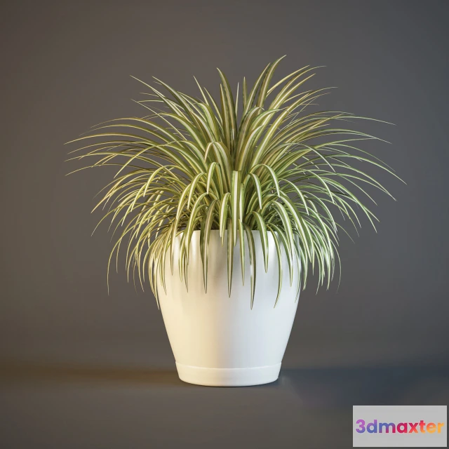 1605192 - decoration - Plant hlorofitum 4 3D Max