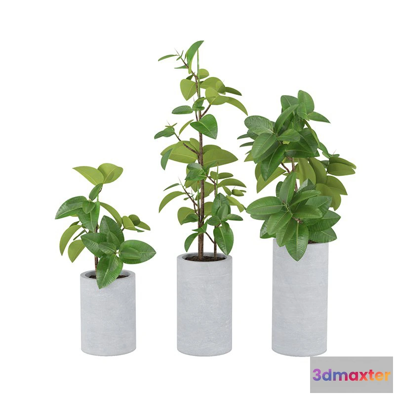 1605232 - decoration - Ficus Elastica 1 3D Max