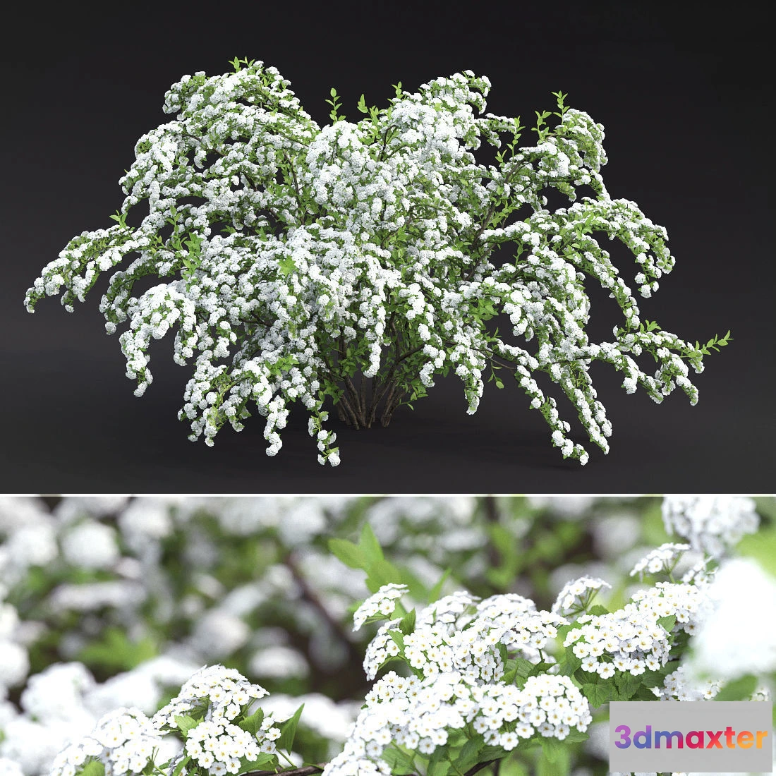1605242 - decoration - Plant spiraea vanhouttei 01 3D Max