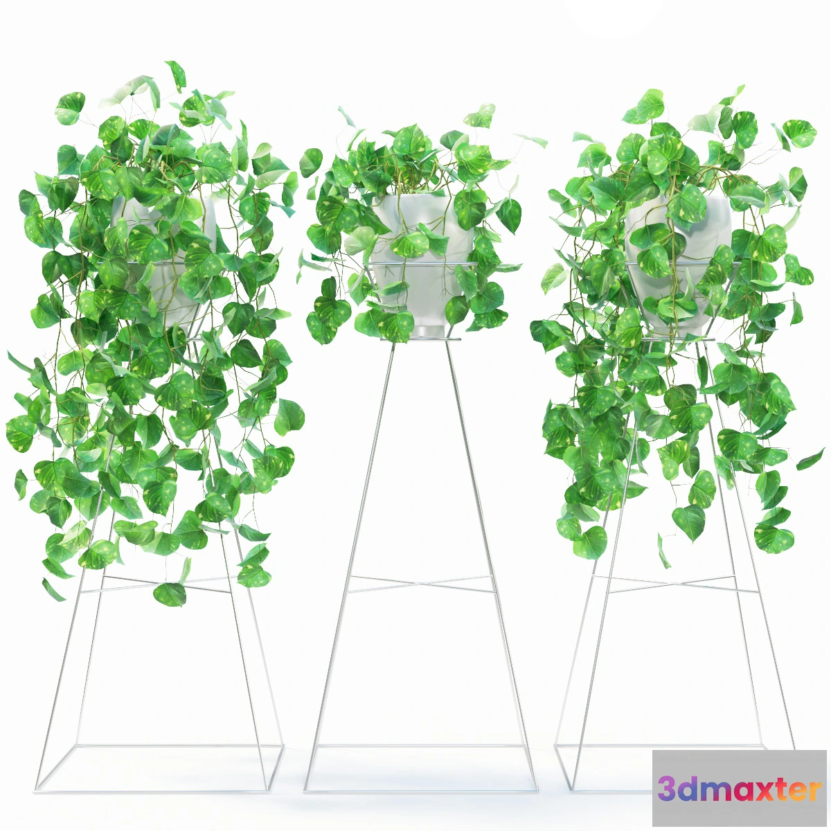 1605280 - decoration - Plant scindapsus 04 3D Max