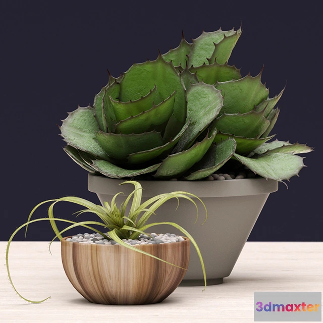 1605294 - decoration - Plant succulents 05 3D Max