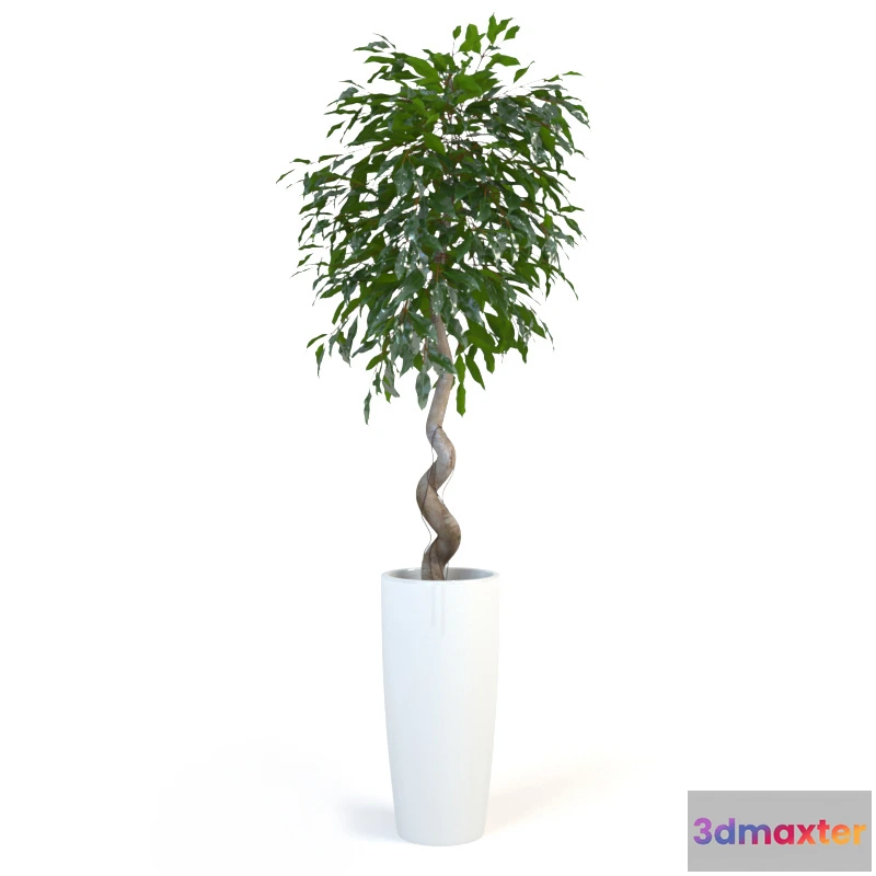 1605334 - decoration - Plant ficus 02 3D Max