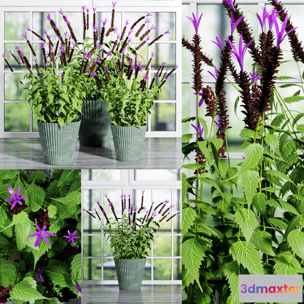 1605338 - decoration - Plants set 014 3D Max