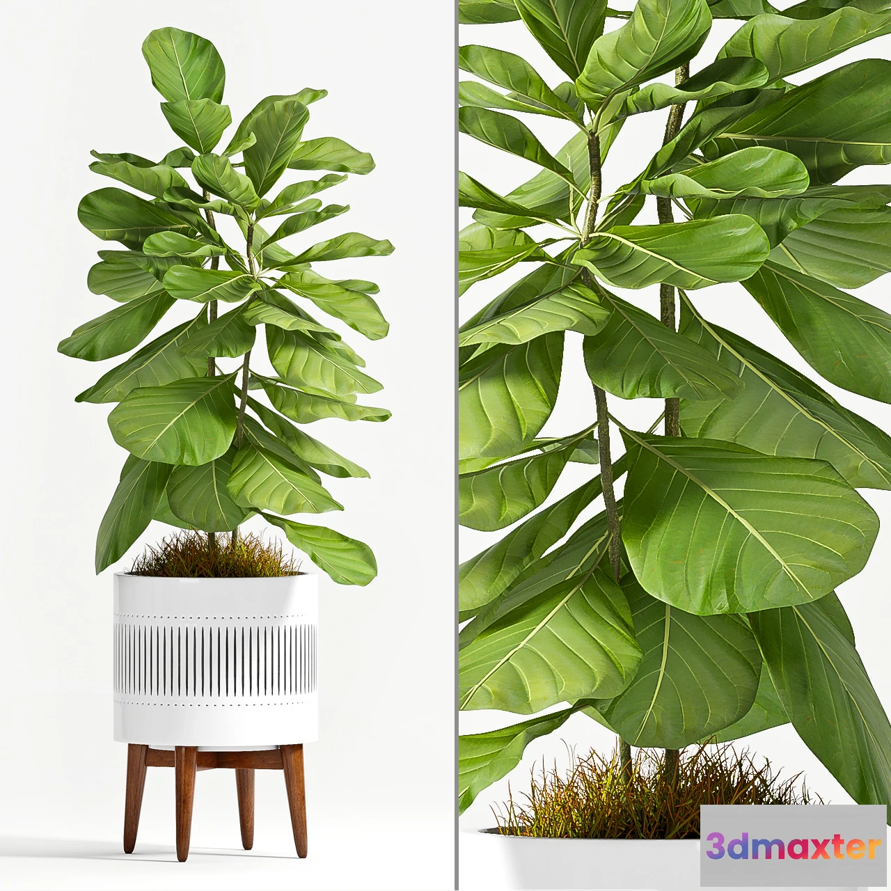 1605346 - decoration - Plants collection 56 3D Max