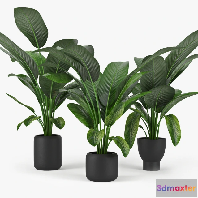 1605348 - decoration - Tropical palms 88 3D Max