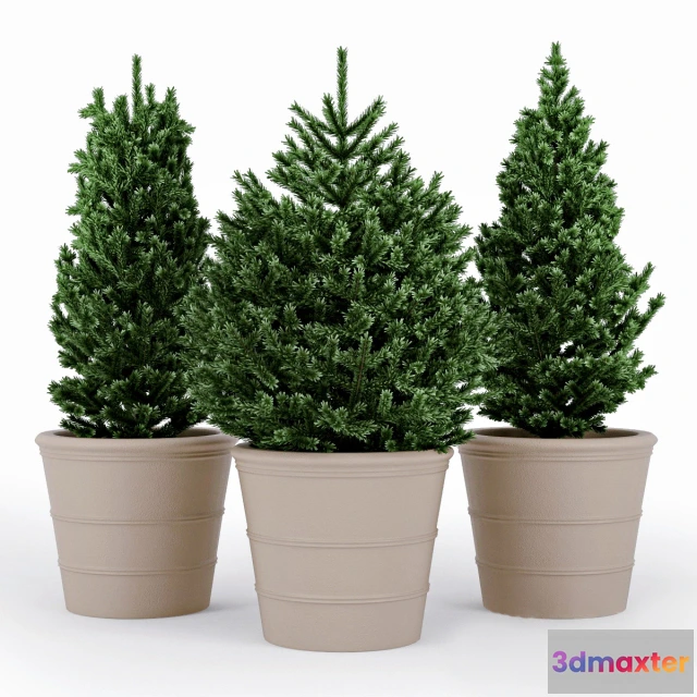 1605358 - decoration - Fir tree 13 3D Max