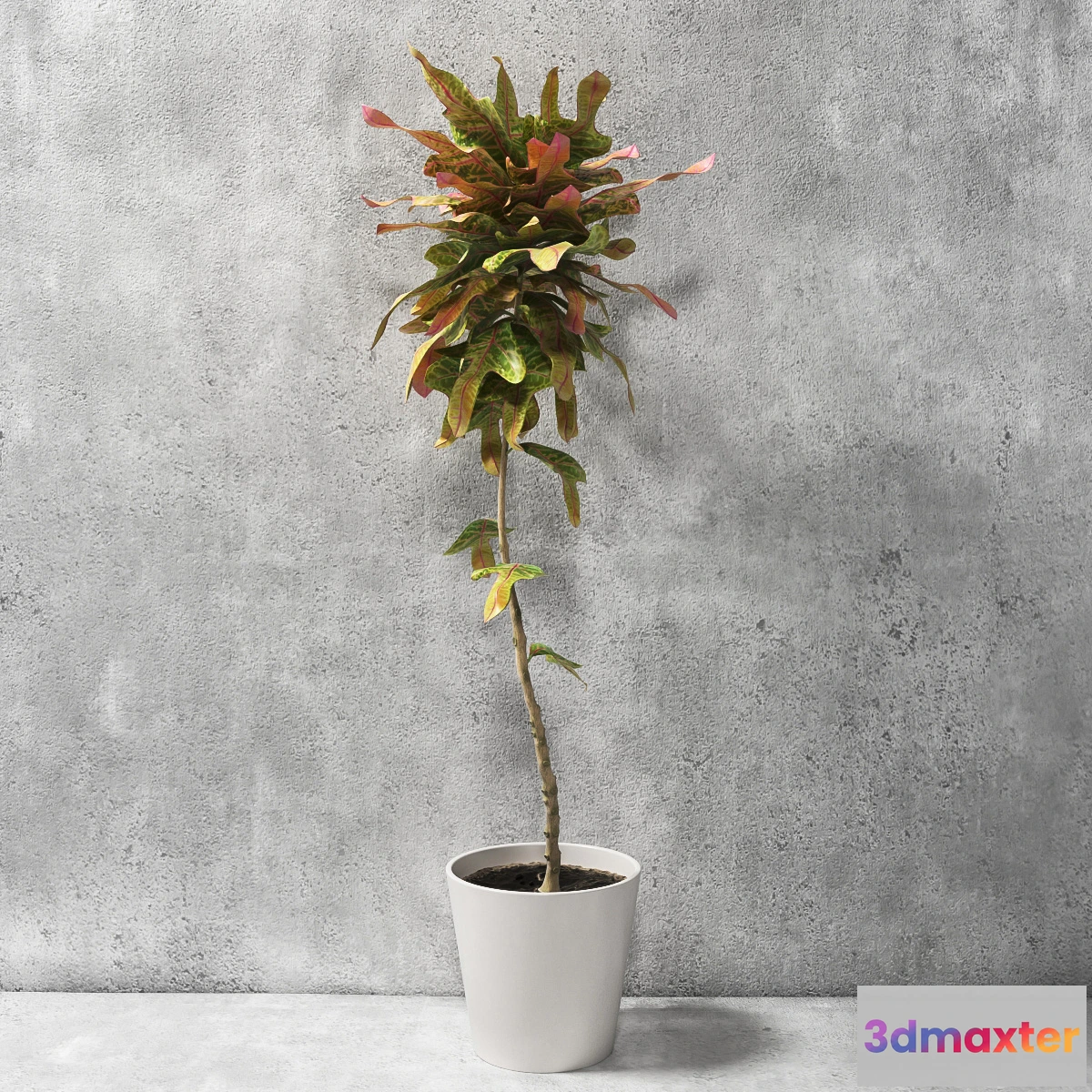 1605366 - decoration - Croton plant 03 3D Max