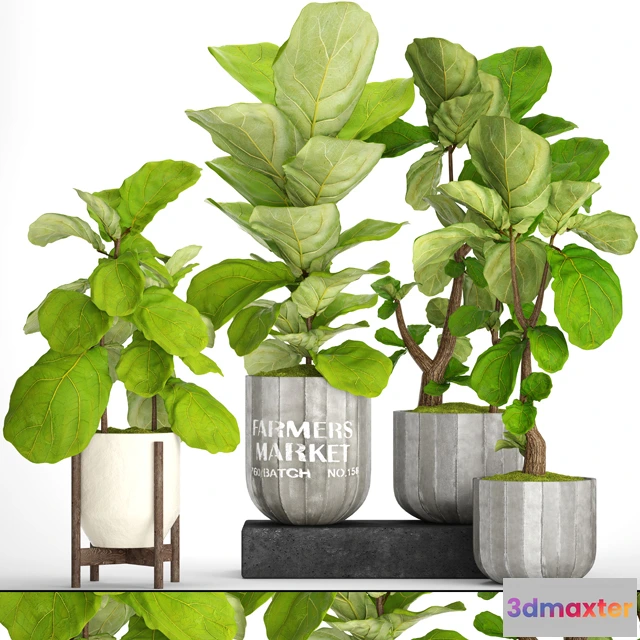 1605386 - decoration - Plant ficus 01 3D Max
