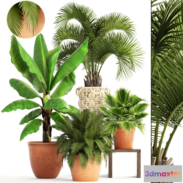 1605394 - decoration - Plants 152 3D Max