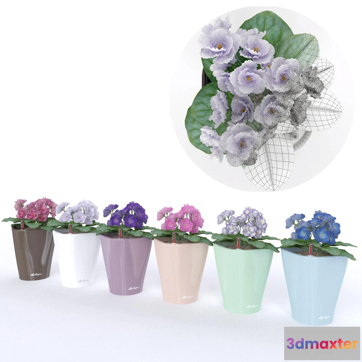 1605400 - decoration - Colored violets 01 3D Max