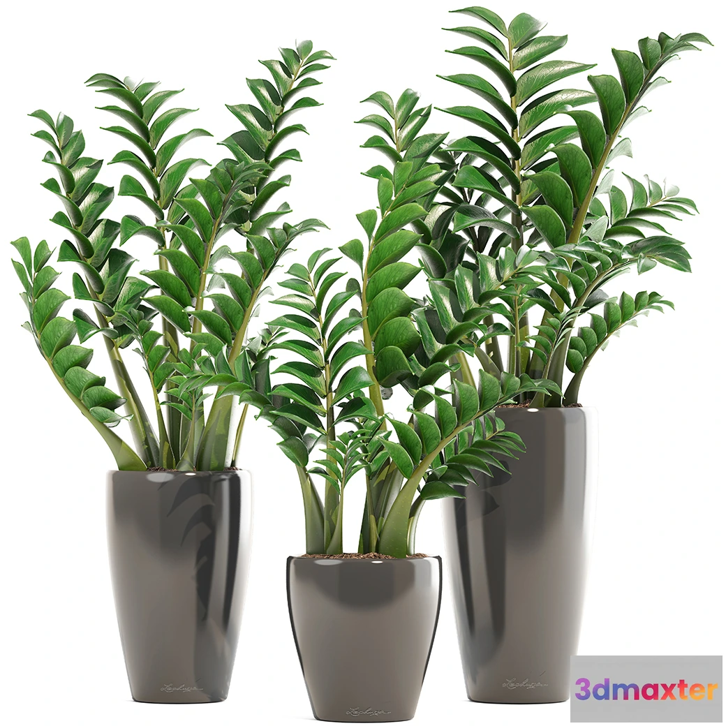 1605438 - decoration - Plants 1903 3D Max