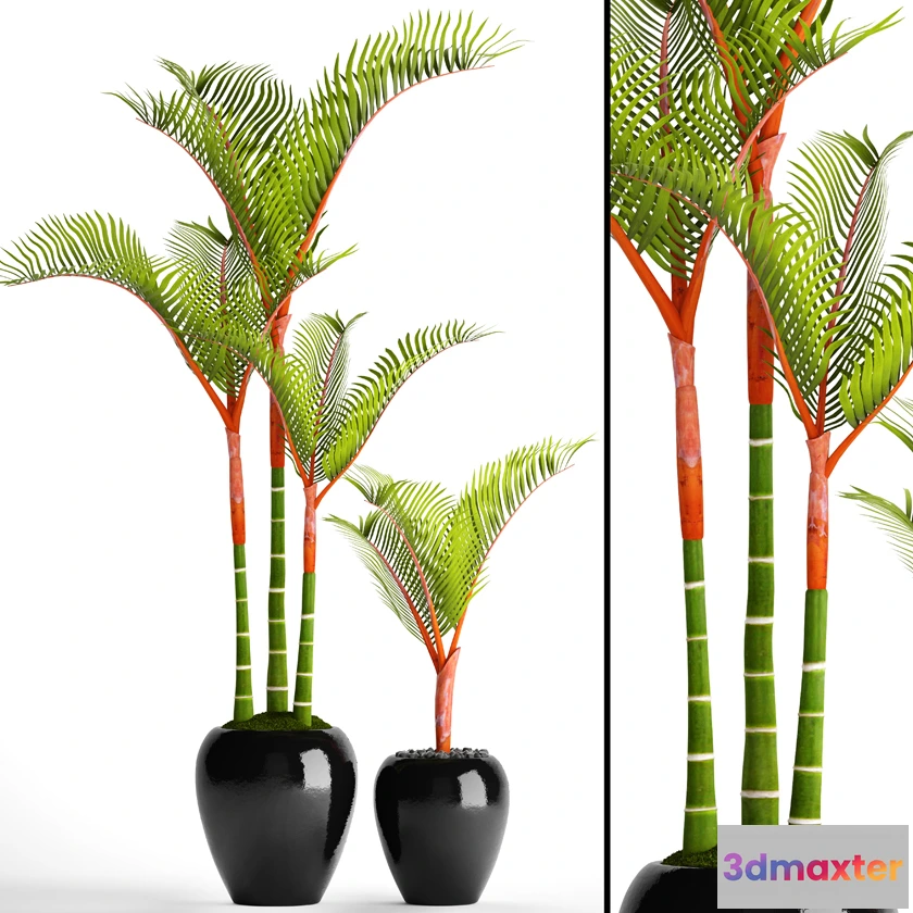 1605442 - decoration - Plants cyrtostachys 8 3D Max