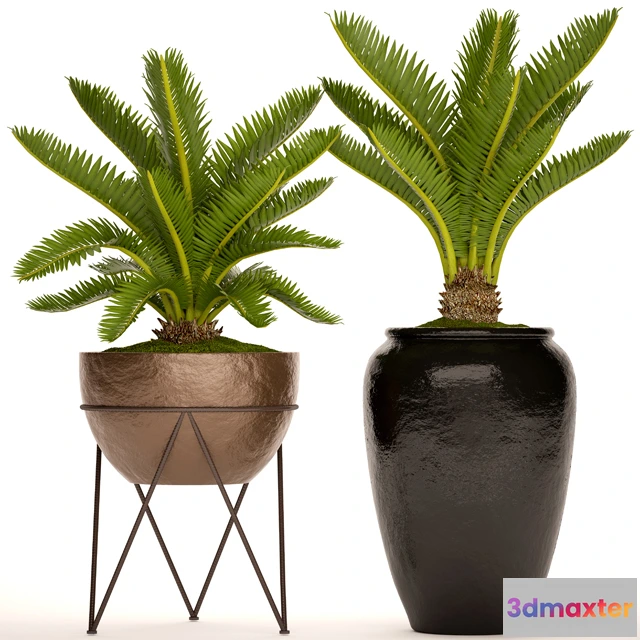 1605446 - decoration - Plant cycas 08 3D Max