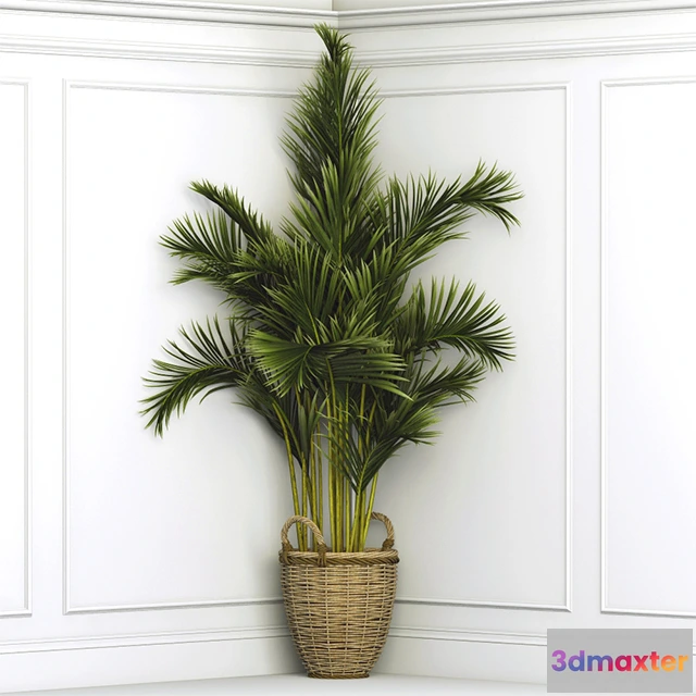 1605488 - decoration - Plant Dypsis 59 3D Max