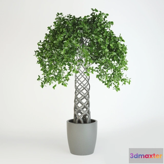 1605514 - decoration - Fikus 36 3D Max