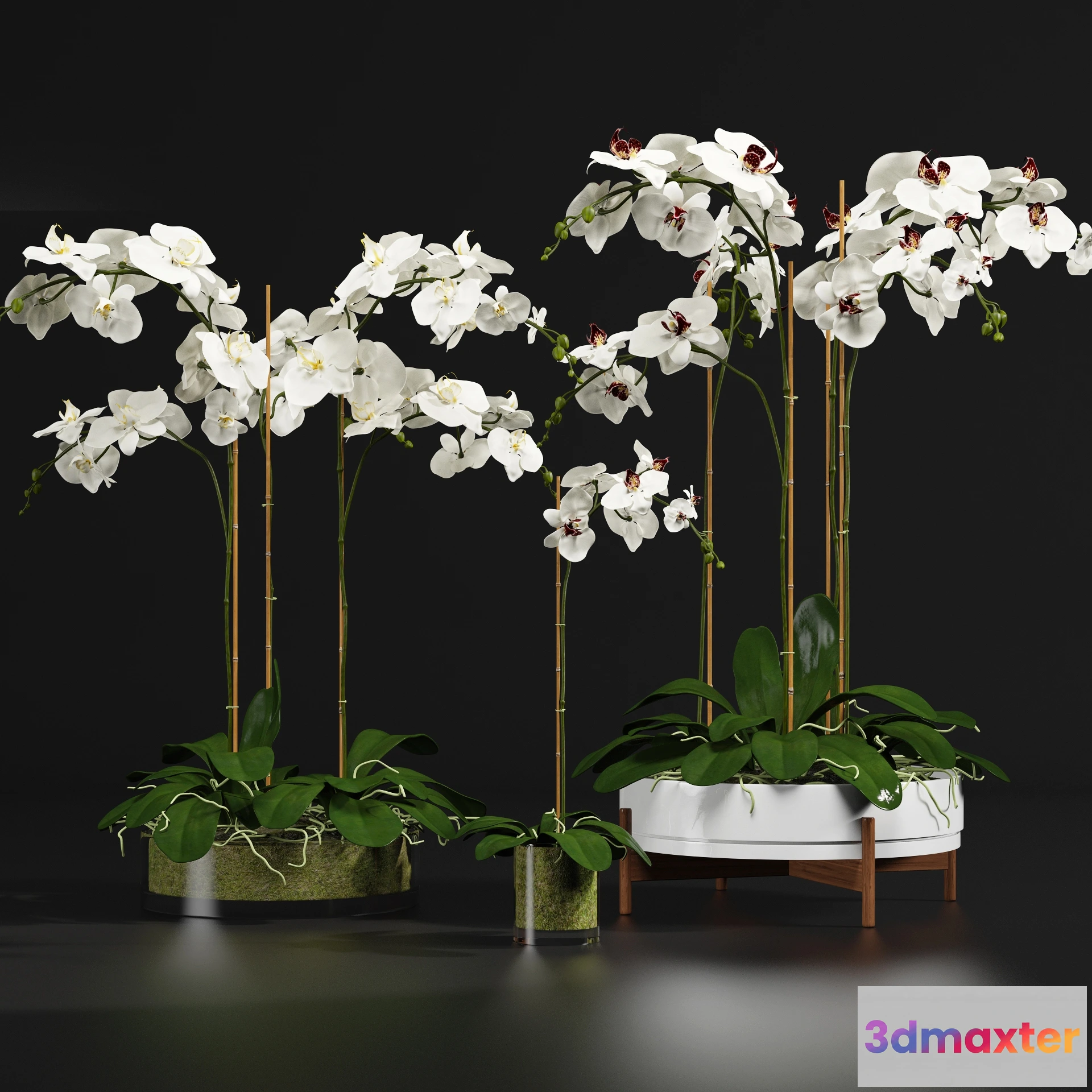 1605532 - decoration - Orchid 56 3D Max