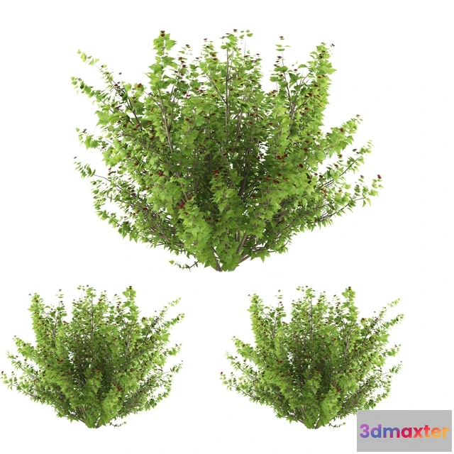 1605554 - decoration - Plants collection 179 3D Max