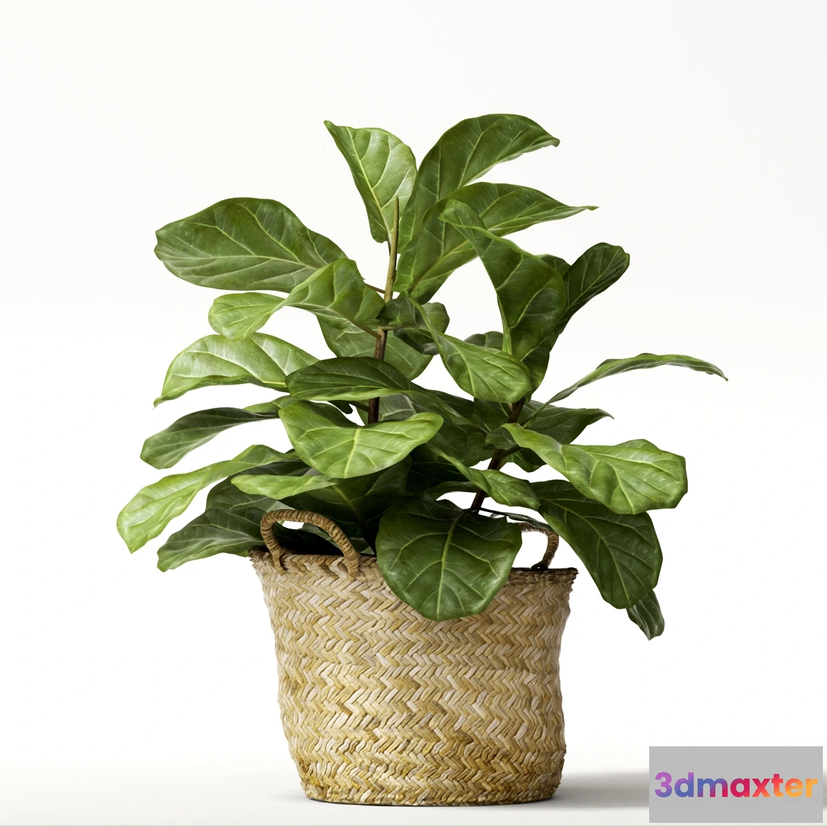 1605586 - decoration - Ficus 01 3D Max