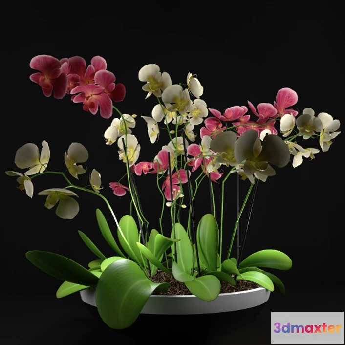 1605600 - decoration - Plants set 07 3D Max