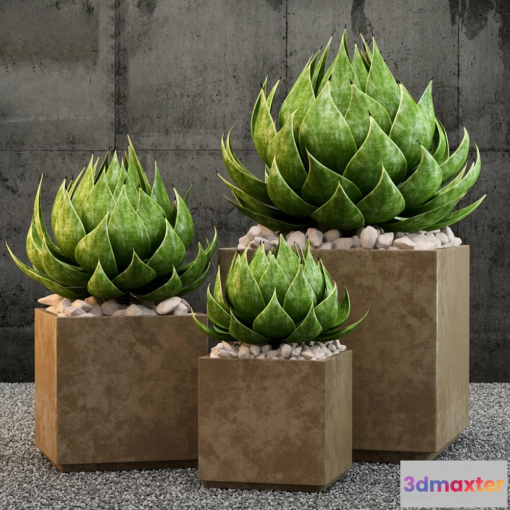 1605618 - decoration - Restoration Hardware plants 3D Max