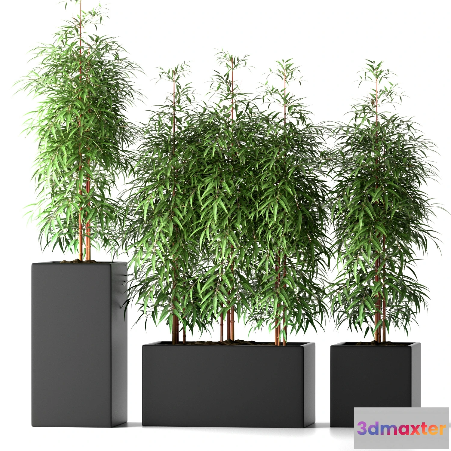 1605624 - decoration - Bamboo plants 20 3D Max