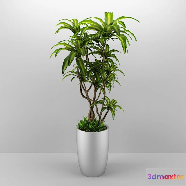 1605650 - decoration - Plant 2 3D Max