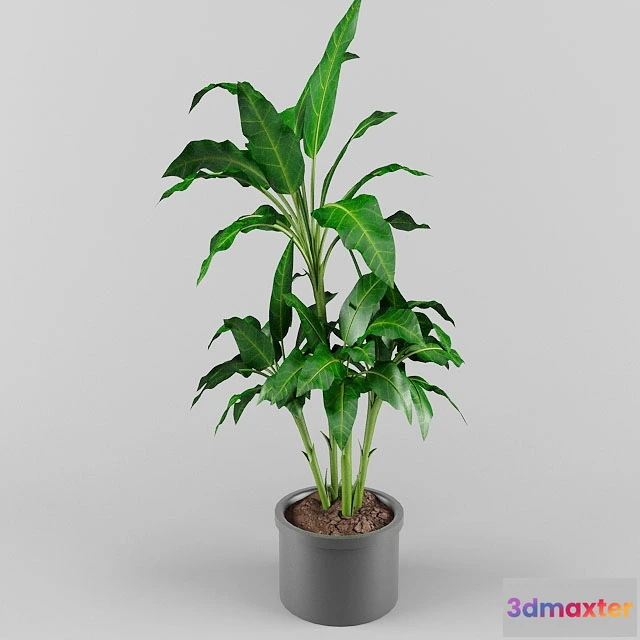 1605654 - decoration - Plant 0563 3D Max