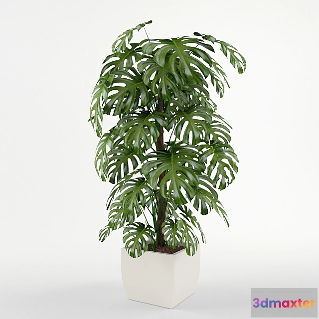 1605664 - decoration - Monstera 3D Max