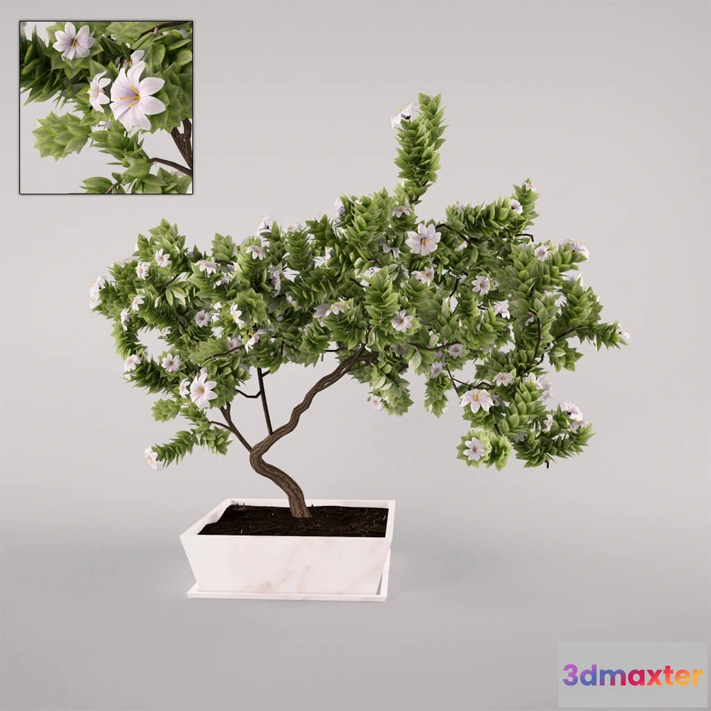 1605670 - decoration - Flowering tree 3D Max