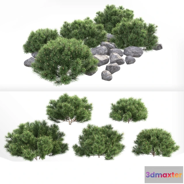 1605710 - decoration - Pumil mountain pine 3D Max