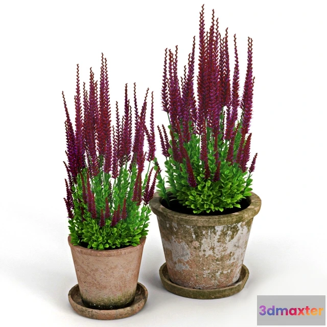 1605742 - decoration - Red plant 3D Max