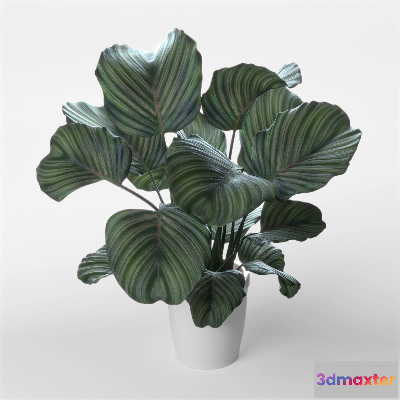 1605744 - decoration - Calathea orbifolia 3D Max