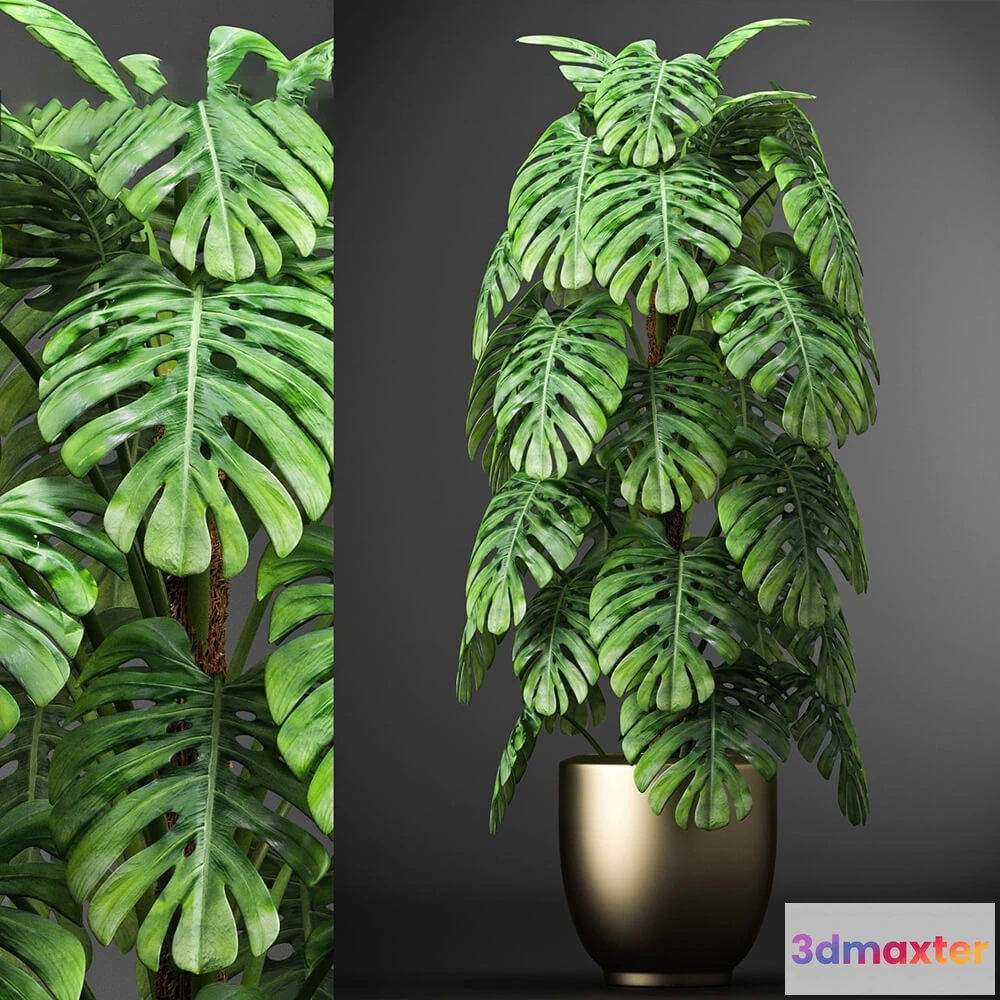 1605822 - decoration - Plants 105 3D Max