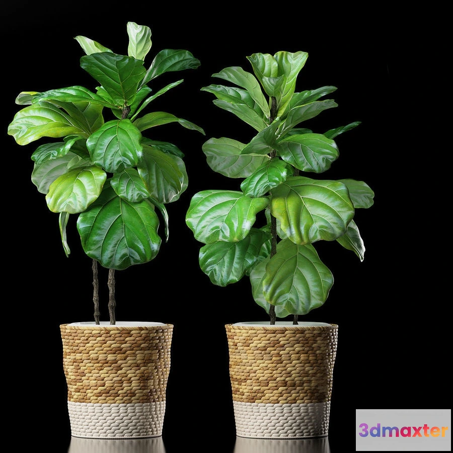 1605830 - decoration - Plants 178 3D Max