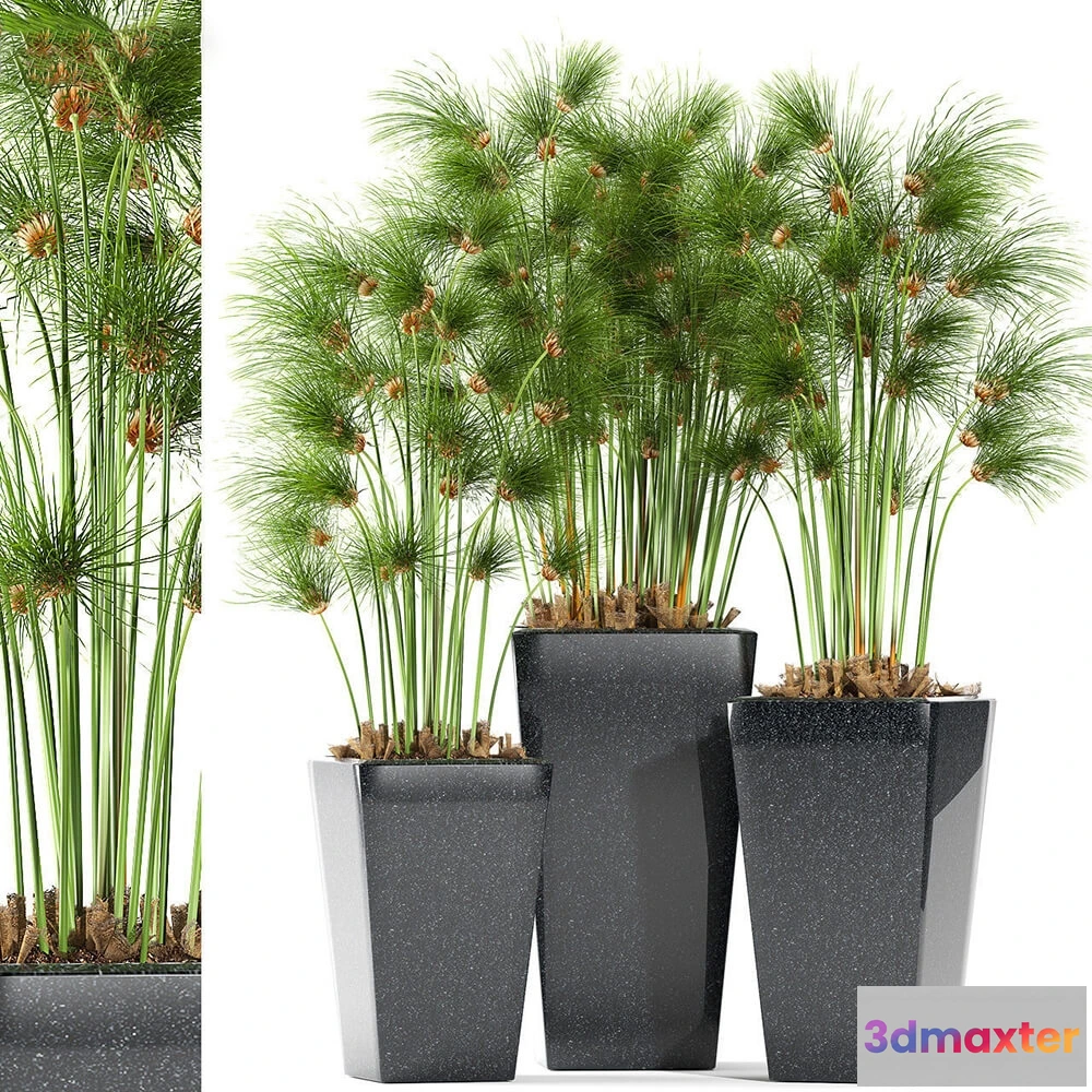 1605848 - decoration - Plants  169 3D Max