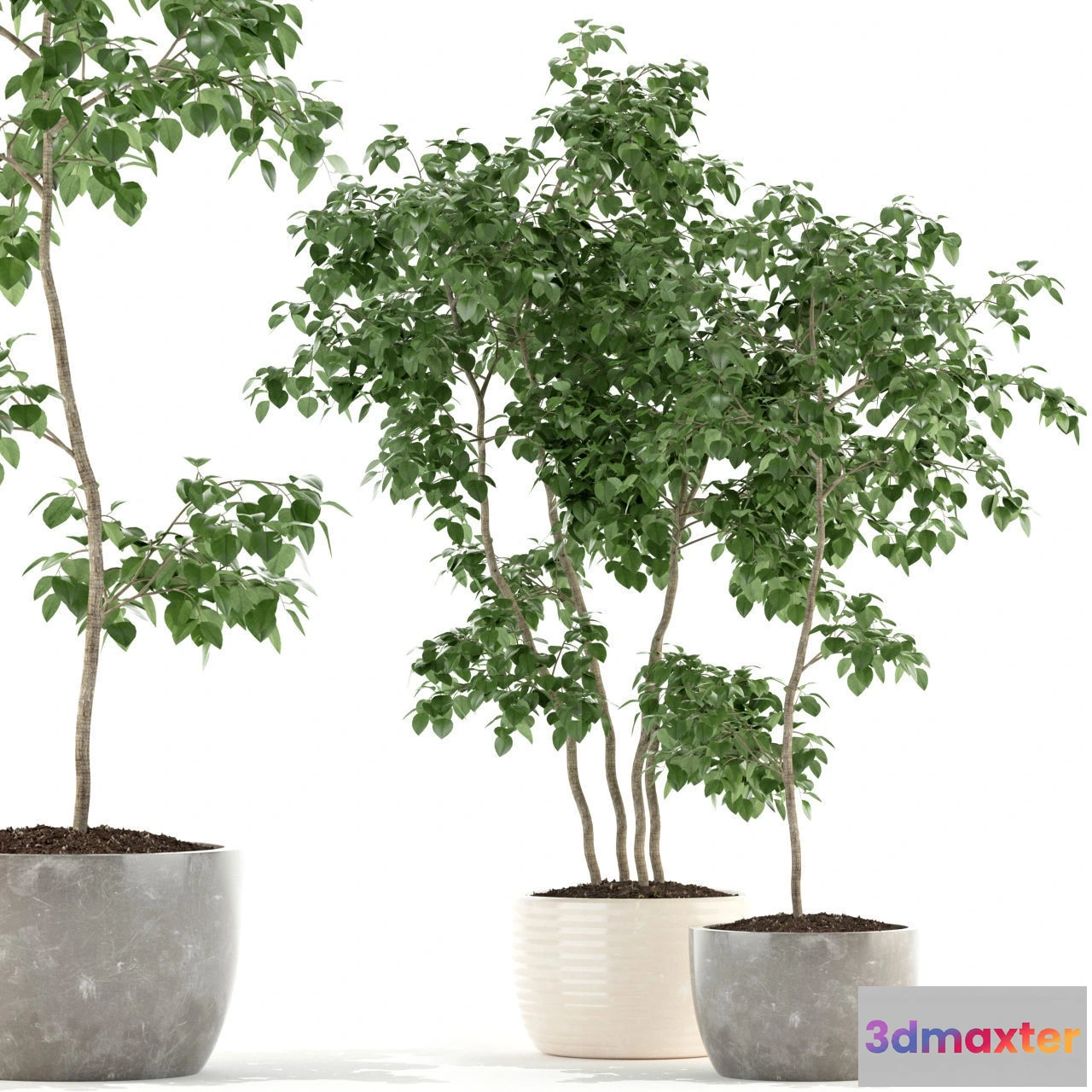 1605872 - decoration - Plants collection 96 3D Max