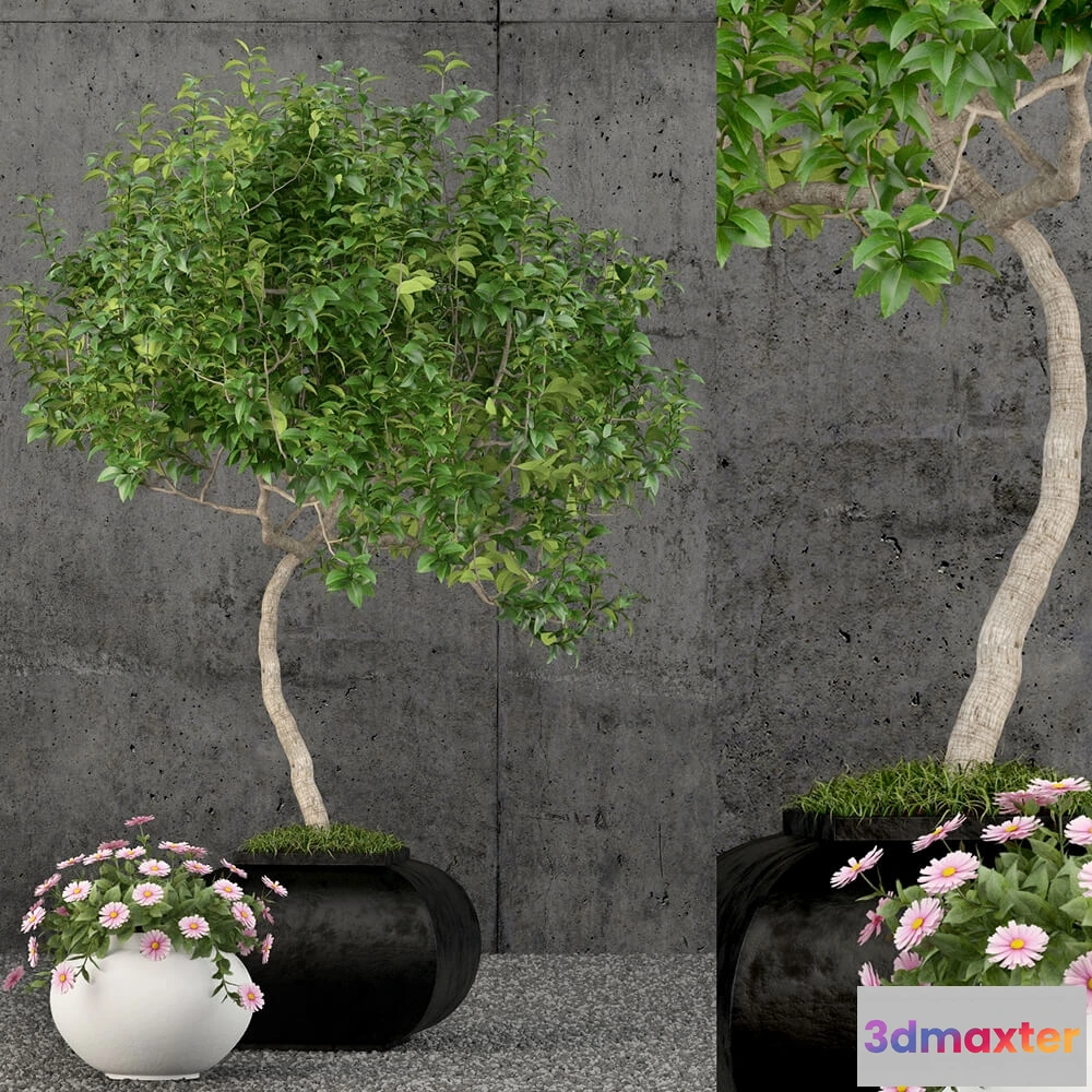 1605884 - decoration - Plants collection 61 3D Max