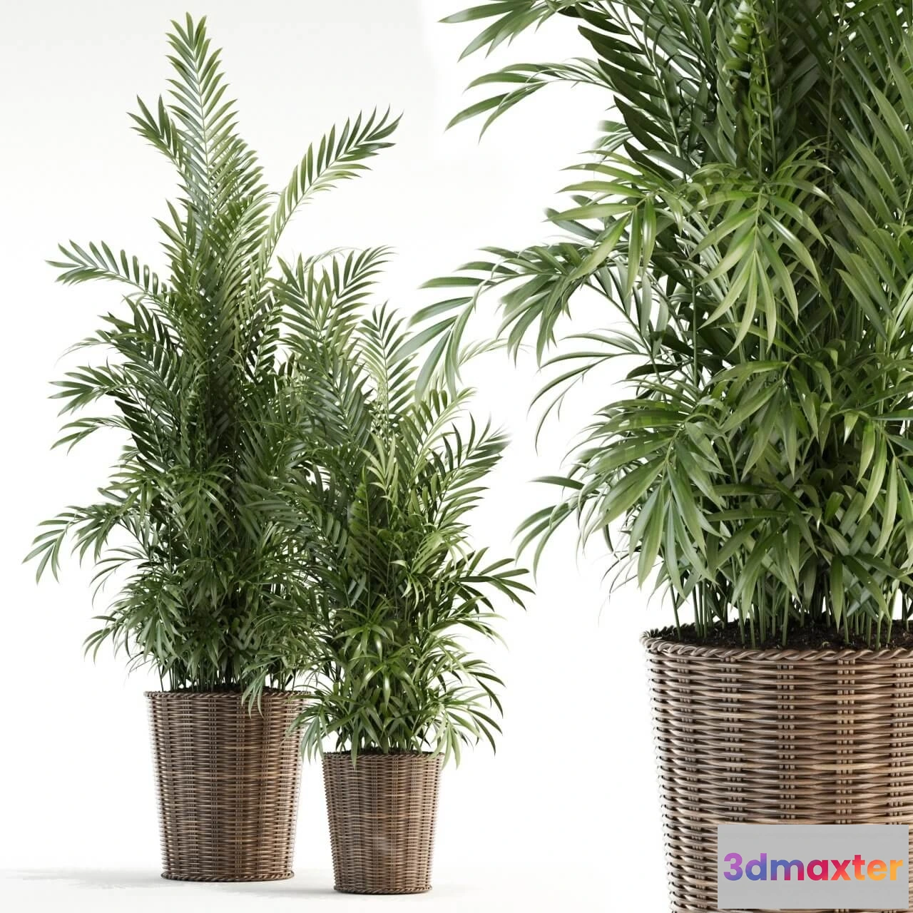 1605888 - decoration - Plants collection 93 3D Max