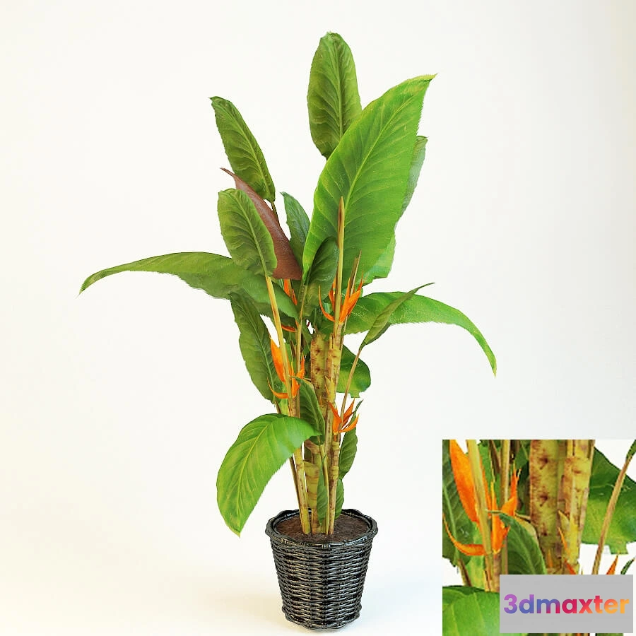 1605906 - decoration - Strelitzia 3D Max