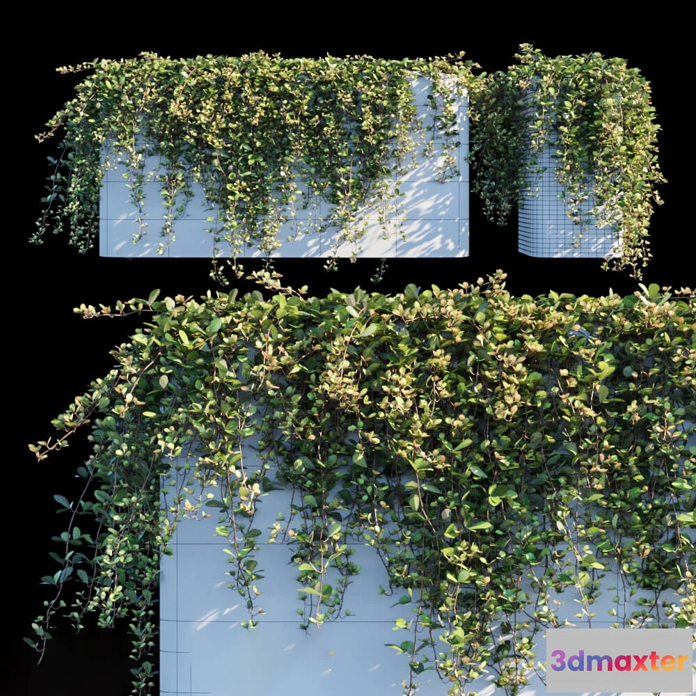 1605930 - decoration - Sikkim Creeper 3D Max