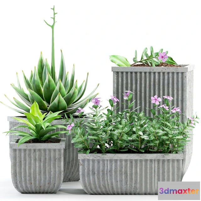 1605942 - decoration - Plants 209 3D Max