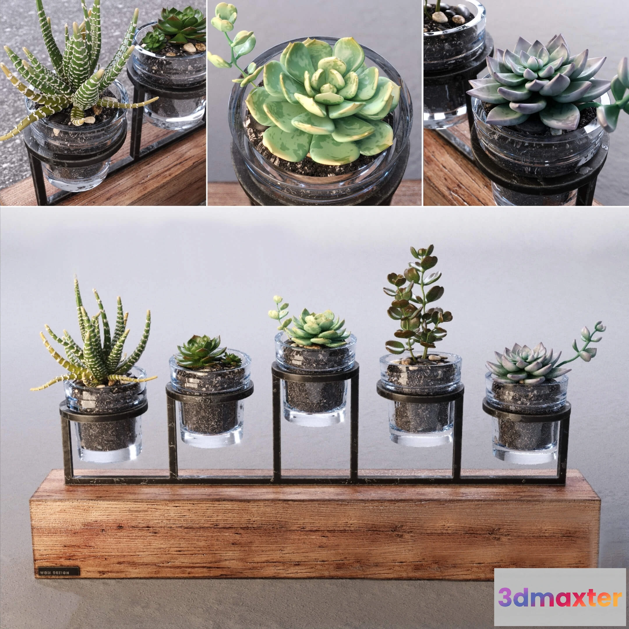 1605974 - decoration - Succulents set 3D Max