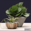 1605978 - decoration - Succulents 3D Max